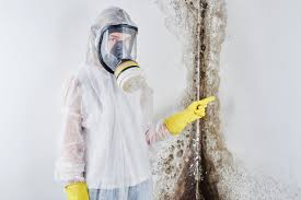 Best Attic Mold Removal  in Webster, SD